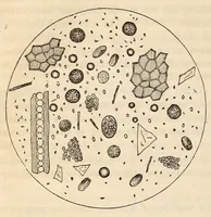 An illustration from The American journal of the medical sciences (1827)