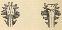 An illustration from The American journal of the medical sciences (1827)