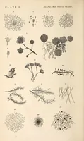 Picture 2 of 7 from The American journal of the medical sciences (1827), leaf 20