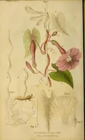 An illustration from The American journal of the medical sciences (1827)