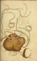 An illustration from The American journal of the medical sciences (1827)