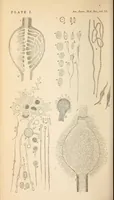 An illustration from The American journal of the medical sciences (1827)