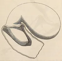 An illustration from The American journal of the medical sciences (1827)