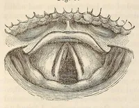 An illustration from The American journal of the medical sciences (1827)