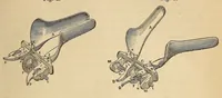 Picture 14 of 17 from The American journal of the medical sciences (1827), leaf 409