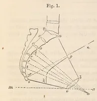 An illustration from The American journal of the medical sciences (1827)