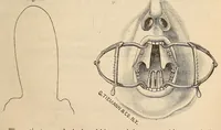 An illustration from The American journal of the medical sciences (1827)