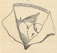 Picture 11 of 13 from The American journal of the medical sciences (1827), leaf 384
