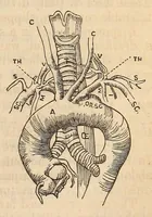 An illustration from The American journal of the medical sciences (1827)