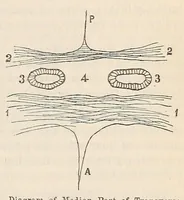 Picture 15 of 15 from The American journal of the medical sciences (1827), leaf 429