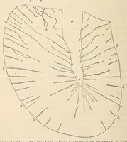 Picture 7 of 8 from The American journal of the medical sciences (1827), leaf 128