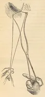 An illustration from The American journal of the medical sciences (1827)