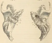 An illustration from The American journal of the medical sciences (1827)