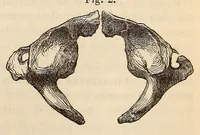 An illustration from The American journal of the medical sciences (1827)