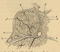 An illustration from The American journal of the medical sciences (1827)