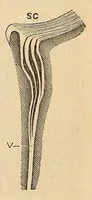 An illustration from The American journal of the medical sciences (1827)