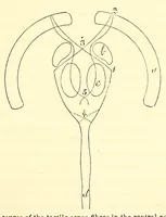 An illustration from The American journal of the medical sciences (1827)
