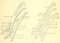 An illustration from The American journal of the medical sciences (1827)