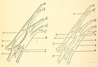 An illustration from The American journal of the medical sciences (1827)
