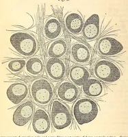 An illustration from The American journal of the medical sciences (1827)