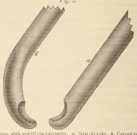 An illustration from The American journal of the medical sciences (1827)