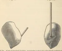 Picture 9 of 17 from The American journal of the medical sciences (1827), leaf 134