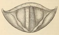An illustration from The American journal of the medical sciences (1827)