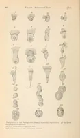 An illustration from The American journal of the medical sciences (1827)