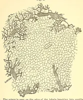 An illustration from The American journal of the medical sciences (1827)