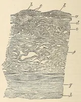 An illustration from The American journal of the medical sciences (1827)