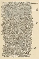 An illustration from The American journal of the medical sciences (1827)