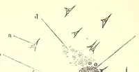An illustration from The American journal of the medical sciences (1827)