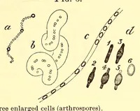An illustration from The American journal of the medical sciences (1827)
