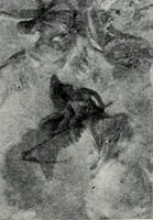 An illustration from American mural painting : a study of the important decorations by distinguished artists in the United States (1902)