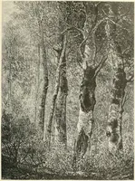 An illustration from American painters: with eighty-three examples of their work engraved on wood (1879)