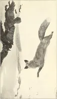 An illustration from American painting and its tradition : as represented by Inness, Wyant, Martin, Homer, La Farge, Whistler, Chase, Alexander, Sargent (1919)