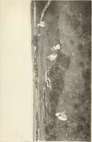 An illustration from American painting and its tradition : as represented by Inness, Wyant, Martin, Homer, La Farge, Whistler, Chase, Alexander, Sargent (1919)