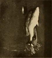 An illustration from American pictures and their painters (1917)
