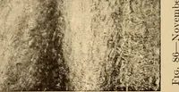 Picture 80 of 220 from American pictures and their painters (1917), leaf 201