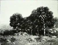An illustration from American pictures and their painters (1921)