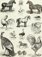 An illustration from American specimen book of type styles : complete catalogue of printing machinery and printing supplies, 1912 (1912)