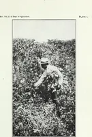 An illustration from American sumac : a valuable tanning material and dyestuff (1918)