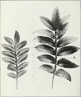 An illustration from American sumac : a valuable tanning material and dyestuff (1918)