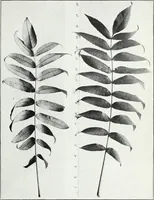 An illustration from American sumac : a valuable tanning material and dyestuff (1918)