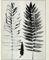 An illustration from American sumac : a valuable tanning material and dyestuff (1918)