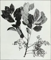 An illustration from American sumac : a valuable tanning material and dyestuff (1918)