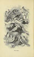 An illustration from Among the birds : a series of sketches for young folks, illustrating the domestic life of our feathered friends (1868)