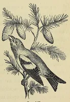 An illustration from Among the birds : a series of sketches for young folks, illustrating the domestic life of our feathered friends (1868)