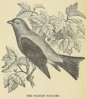 Picture 6 of 7 from Among the birds : a series of sketches for young folks, illustrating the domestic life of our feathered friends (1868), leaf 200