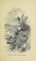 Picture 7 of 7 from Among the birds : a series of sketches for young folks, illustrating the domestic life of our feathered friends (1868), leaf 229